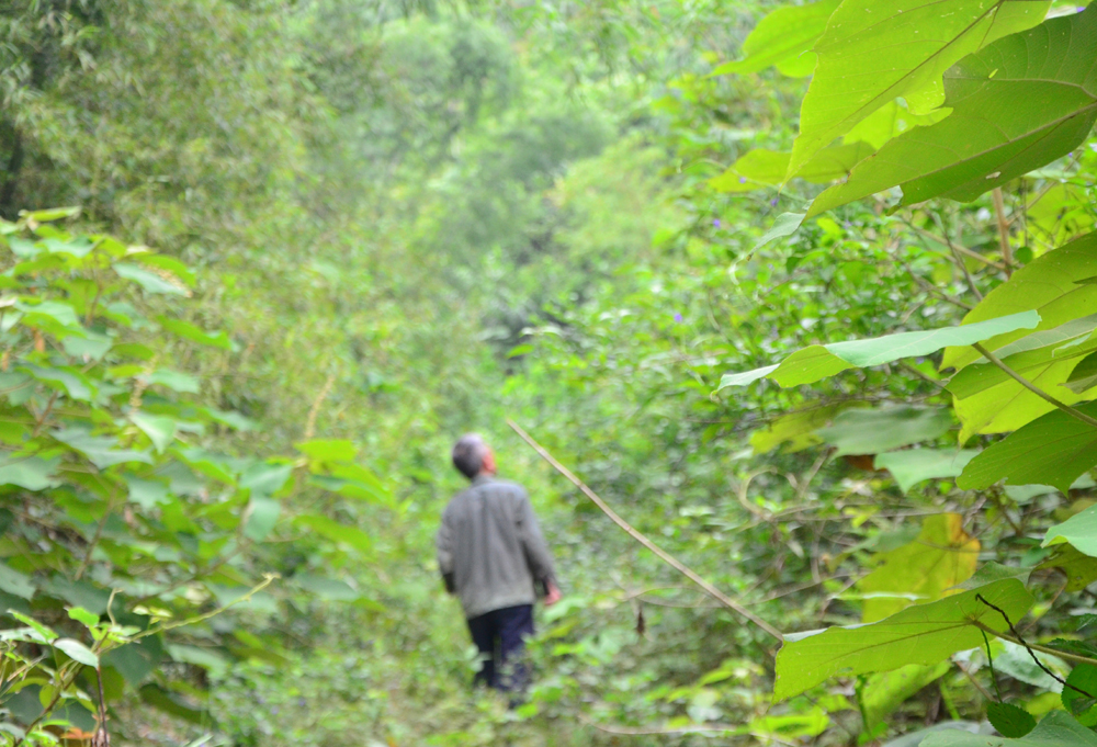 Traditional medicinal forest An Khe