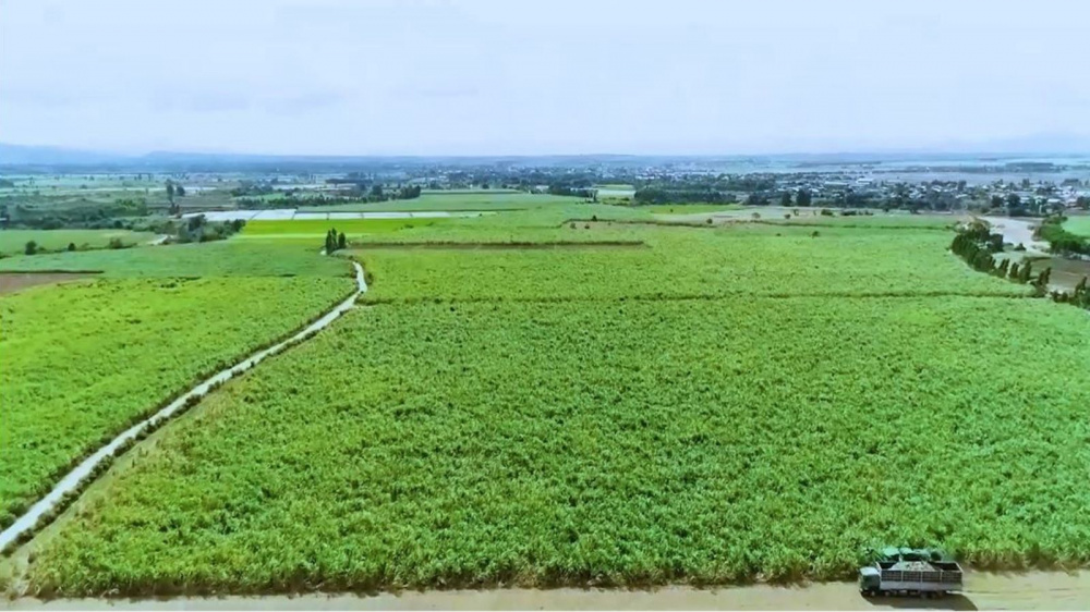 Medicinal plants in An Khe