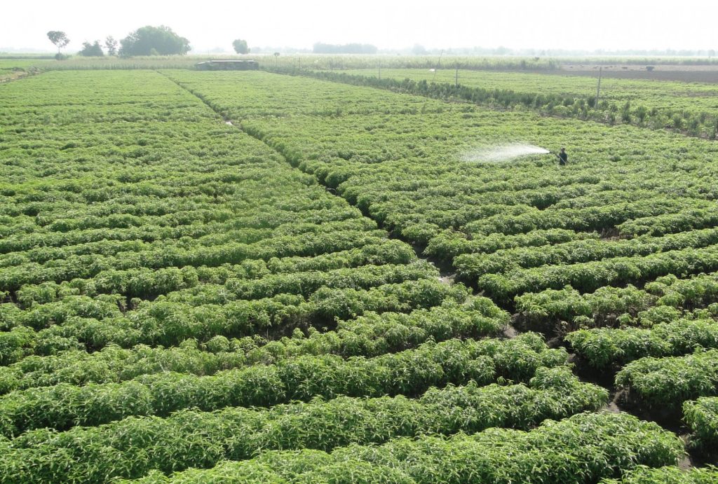An Khe Herbal Resources